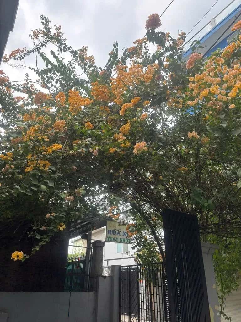 Cho thuê nhà hẻm Hẻm 5 Huyện Hóc Môn, TP.HCM – 2 phòng ngủ, giá 10 triệu — Hình 2 Cho thuê nhà hẻm Hẻm 5 Huyện Hóc Môn, TP.HCM – 2 phòng ngủ, giá 10 triệu — Hình 2
