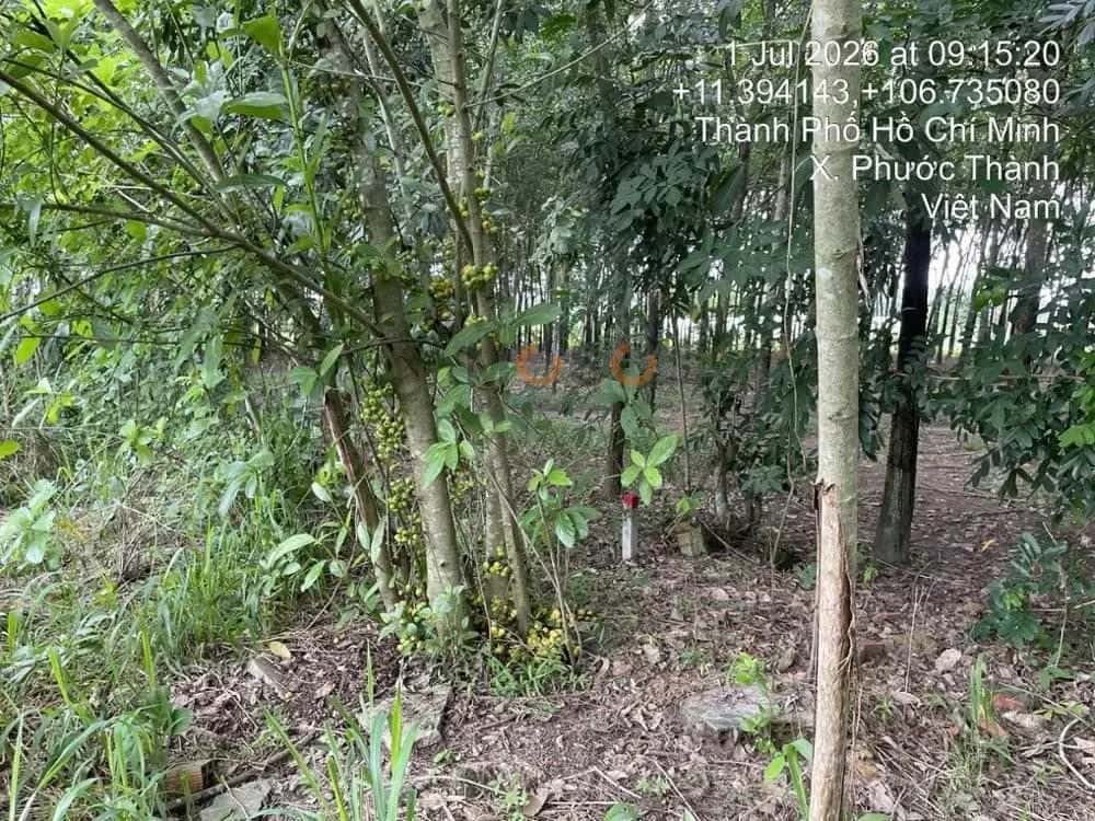 Bán đất Đường Đồi Hải Quân Huyện Phú Giáo, Bình Dương – giá 705 triệu - ảnh 5