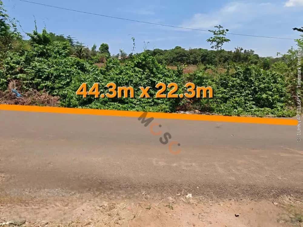 Bán đất Xuyên Mộc, BRVT – giá 2 tỷ — Hình 3
