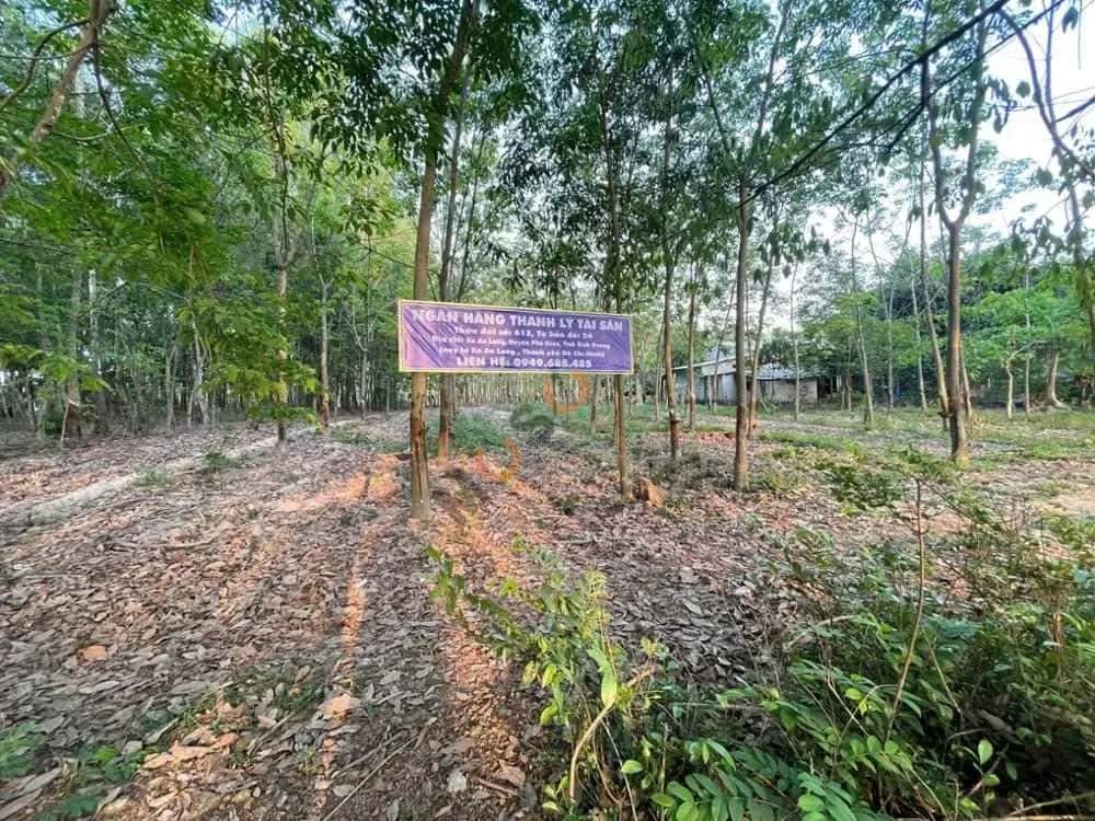 Bán đất Gò Đình Huyện Phú Giáo, Bình Dương – giá 1.7 tỷ - ảnh 4