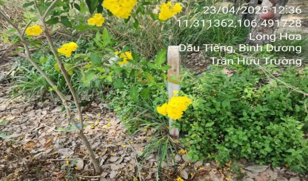 Bán đất Huyện Dầu Tiếng, Bình Dương – giá 3.3 tỷ - ảnh 5