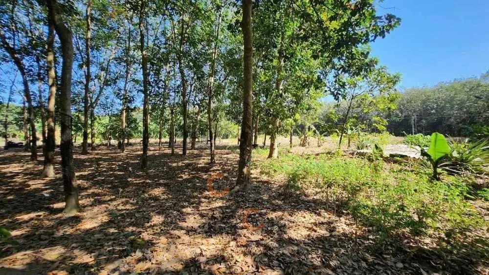 Bán đất An Bình Huyện Phú Giáo, Bình Dương – giá 936 triệu - ảnh 5