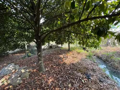 Bán đất Thành phố Thủ Dầu Một, Bình Dương – giá 1.7 tỷ - ảnh 4