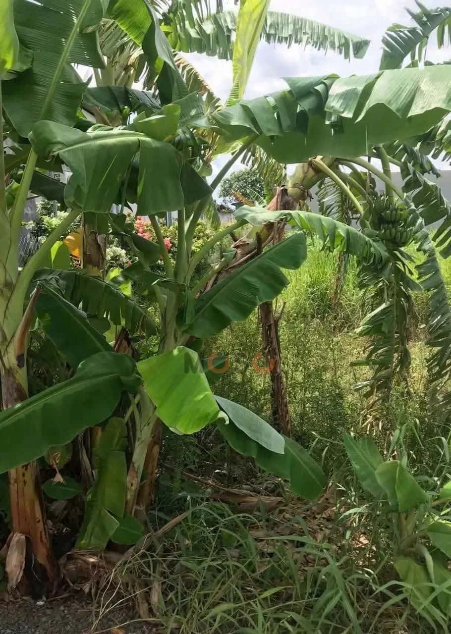 Bán đất đường Lương Văn Bang Thành phố Tân An, Long An – giá 1 tỷ Bán đất đường Lương Văn Bang Thành phố Tân An, Long An – giá 1 tỷ