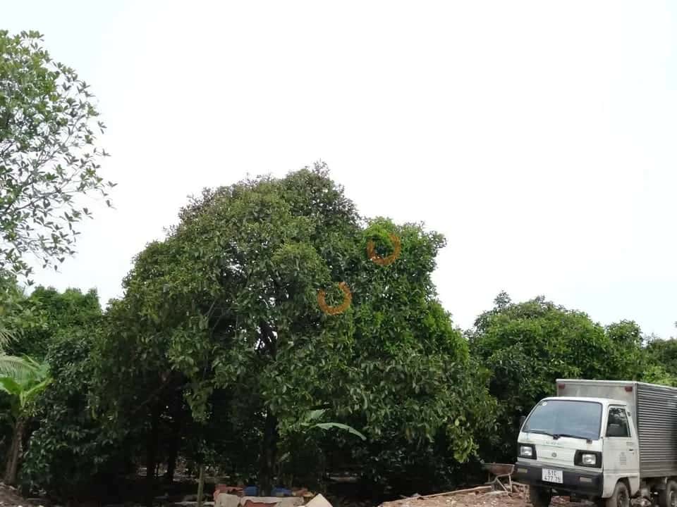 Bán đất đường Hồ Văn Mên Thành phố Thuận An, Bình Dương – giá 11.5 tỷ — Hình 3 Bán đất đường Hồ Văn Mên Thành phố Thuận An, Bình Dương – giá 11.5 tỷ — Hình 3