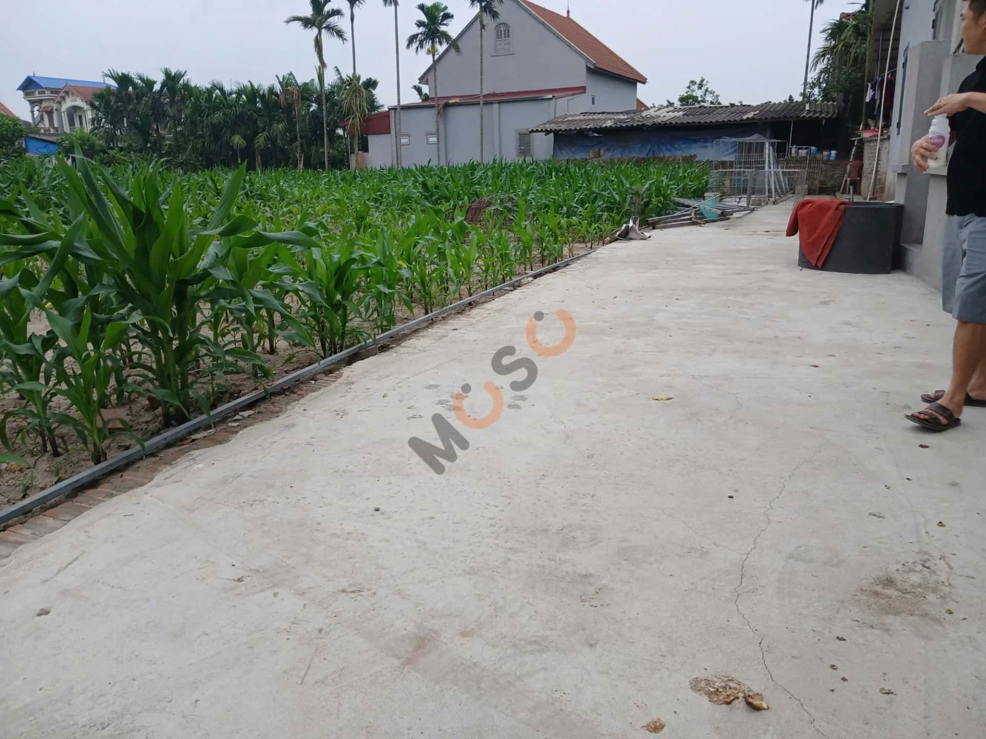 Bán đất Bãi Sậy  Huyện Khoái Châu, Hưng Yên – giá 9.2 tỷ - ảnh 3