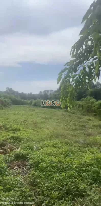 Bán đất Thửa 51 - Tờ 41, Đường Trần Thị Rộng Huyện Củ Chi, TP.HCM – giá 9.5 tỷ - ảnh 2