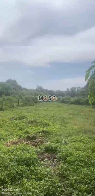 Bán đất Thửa 51 - Tờ 41, Đường Trần Thị Rộng Huyện Củ Chi, TP.HCM – giá 9.5 tỷ - ảnh 1