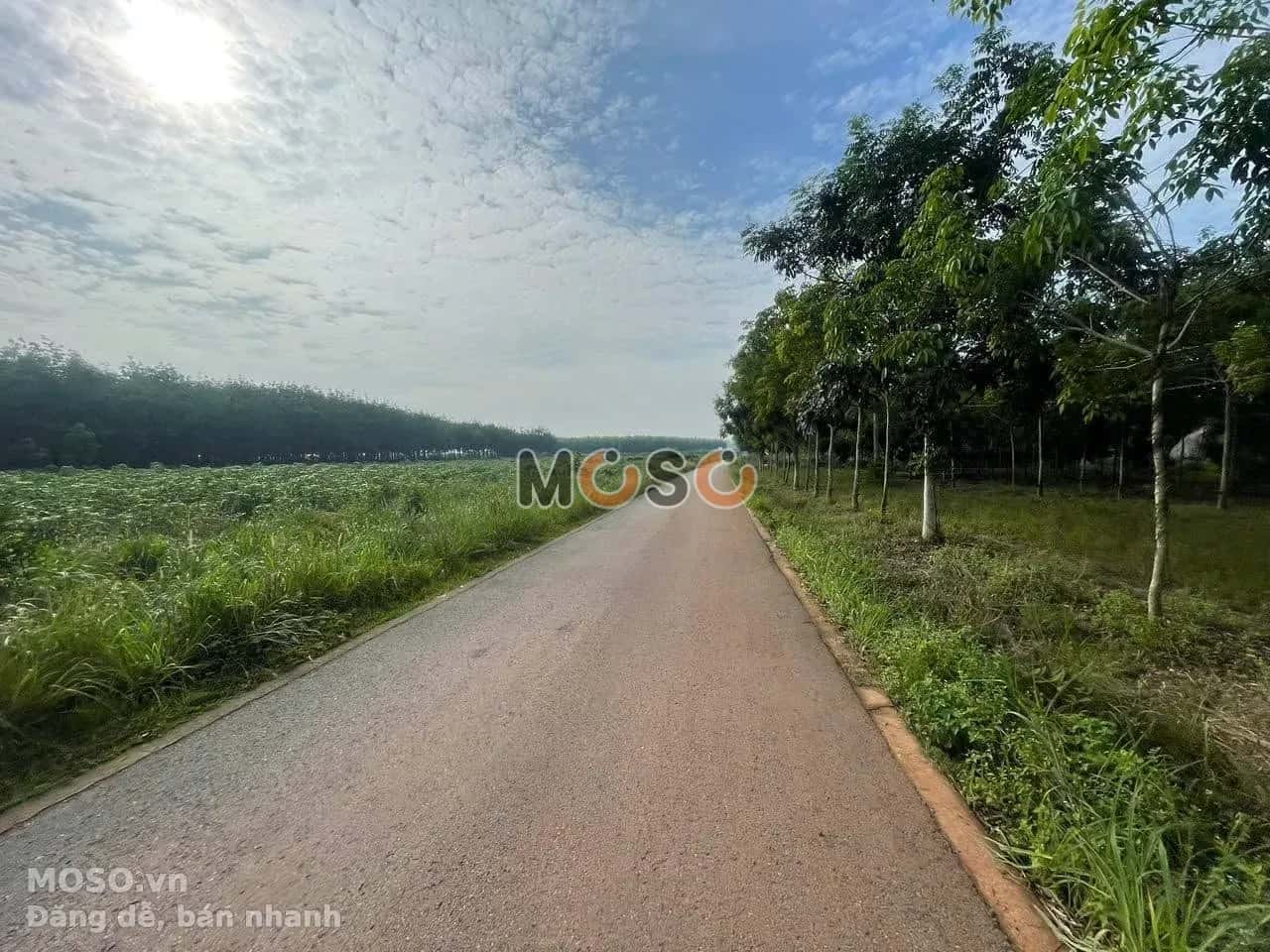 Bán đất Định An 88 Huyện Dầu Tiếng, Bình Dương – giá 590 triệu - ảnh 2
