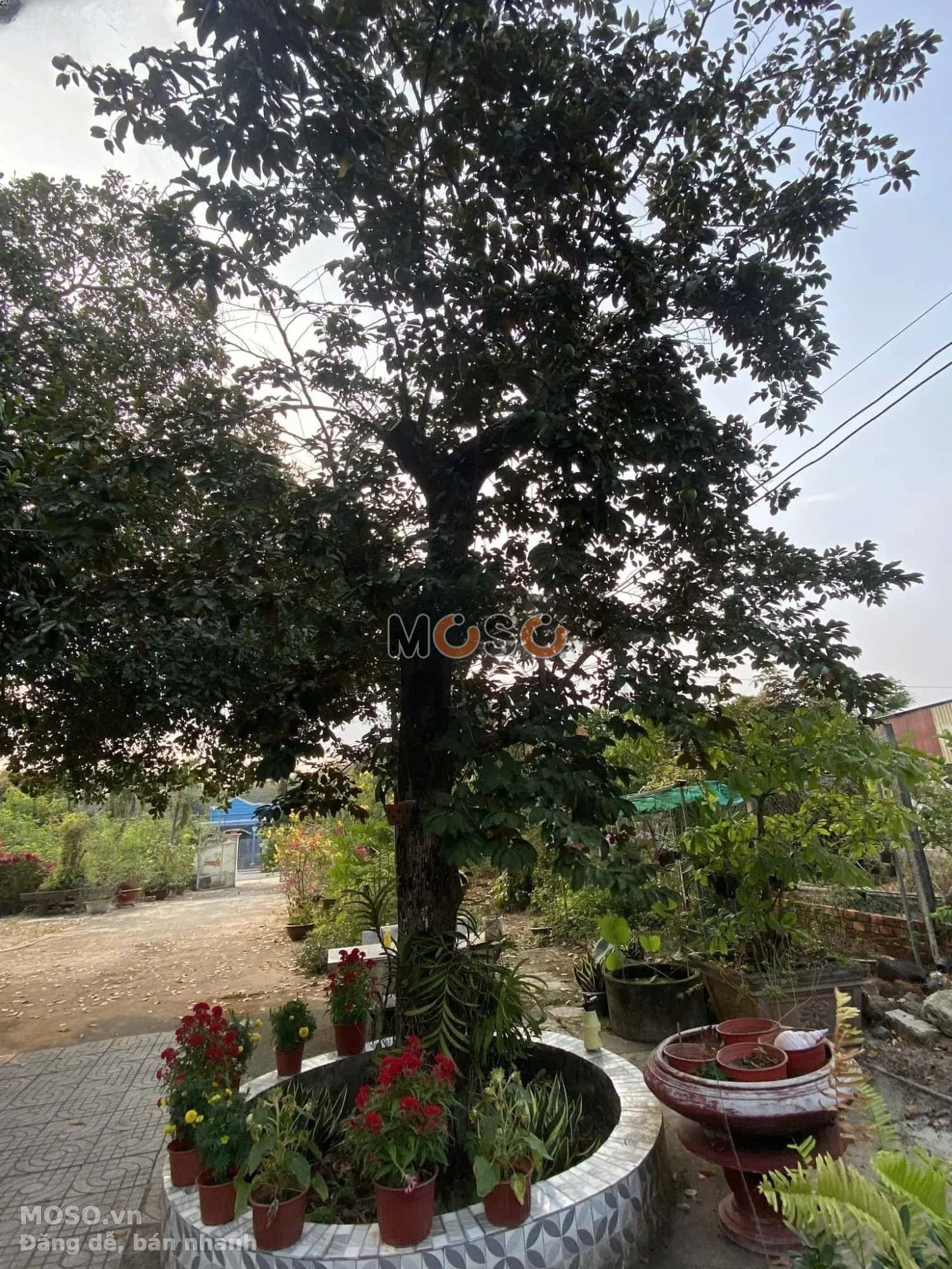 Bán nhà mặt tiền Thửa 771 - tờ 56, đường Lê Đức Thọ Thành phố Phú Mỹ, BRVT – 3 phòng ngủ, giá 14 tỷ - ảnh 4