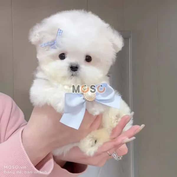 Bán đất phước hậu Huyện Long Hồ, Vĩnh Long – giá 75 tỷ - ảnh 3