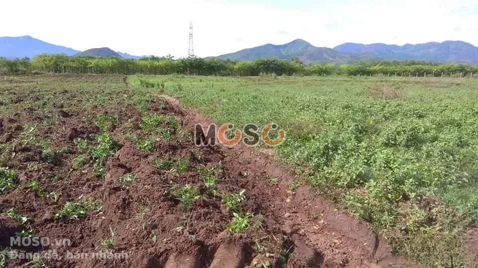 Bán đất Thôn Xóm Mới  Thị xã Ninh Hòa, Khánh Hòa – giá 1 tỷ - ảnh 2