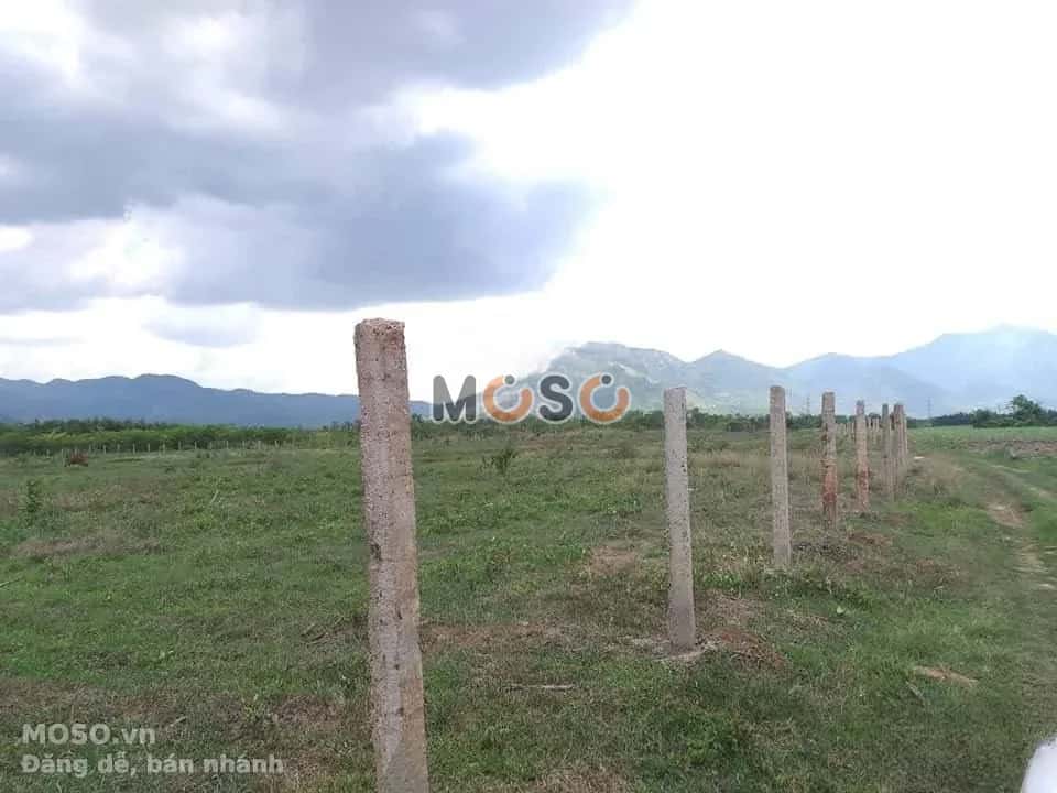 Bán đất Thôn Xóm Mới  Thị xã Ninh Hòa, Khánh Hòa – giá 1 tỷ - ảnh 4