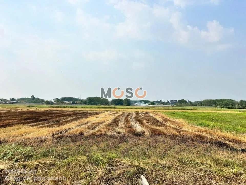 Bán đất Gốc Rưng Huyện Củ Chi, TP.HCM – giá 680 triệu - ảnh 1