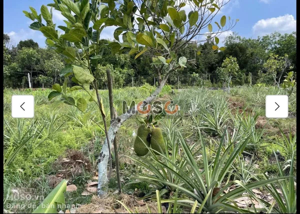 Cho thuê đất Củ Chi, TP.HCM – giá 10 triệu - ảnh 8