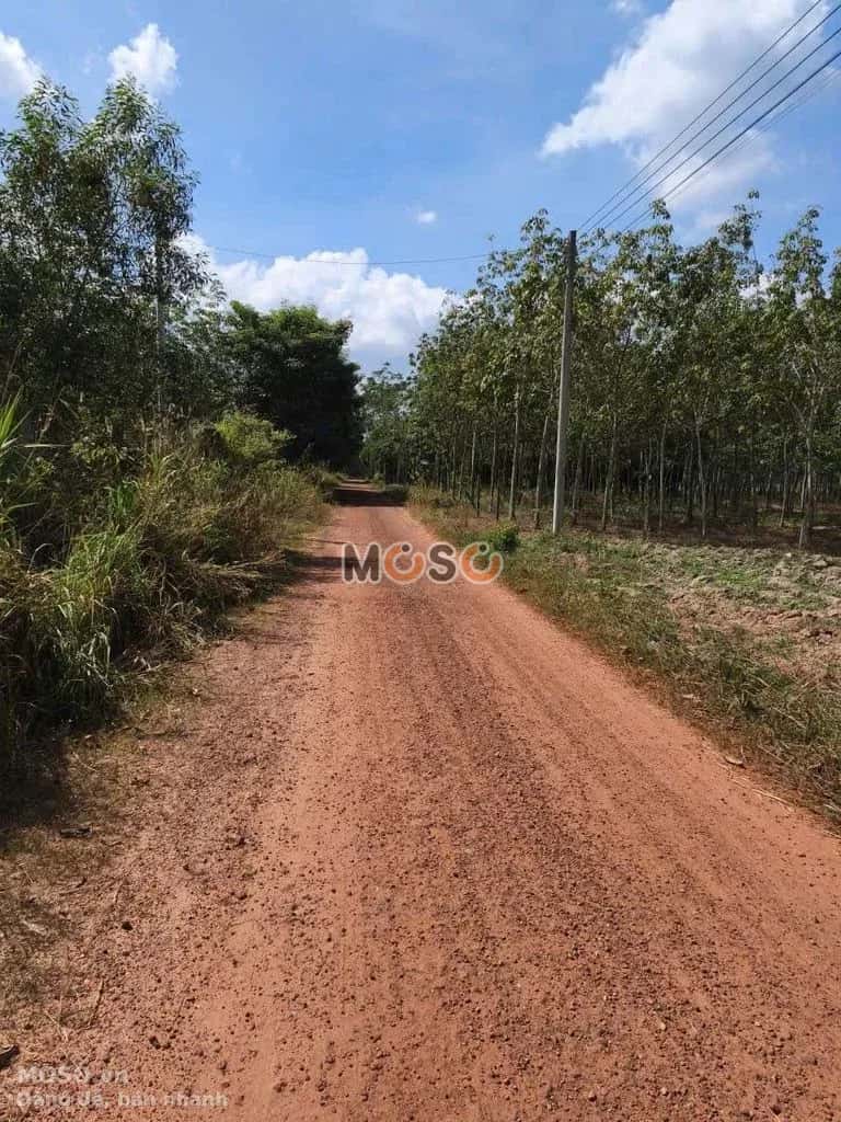 Bán đất hẻm đường DT748 Huyện Dầu Tiếng, Bình Dương – giá 380 triệu - ảnh 2