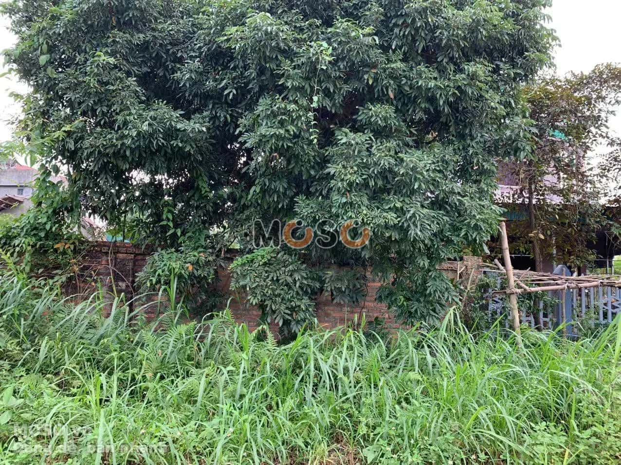 Bán đất Đất Khu 4 Huyện Phù Ninh, Phú Thọ – giá 1.2 tỷ - ảnh 1
