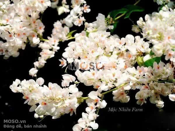 Cho thuê nhà hẻm Tân Hương Quận Tân Phú, TP.HCM – 3 phòng ngủ, giá 11 triệu - ảnh 2