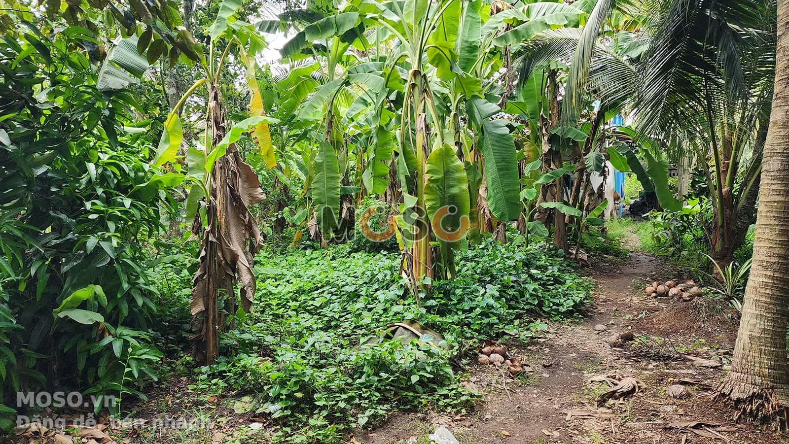 Bán nhà mặt tiền Nguyễn Văn Bứa, ấp 51 Huyện Hóc Môn, TP.HCM – 6 phòng ngủ, giá 29.7 tỷ - ảnh 4