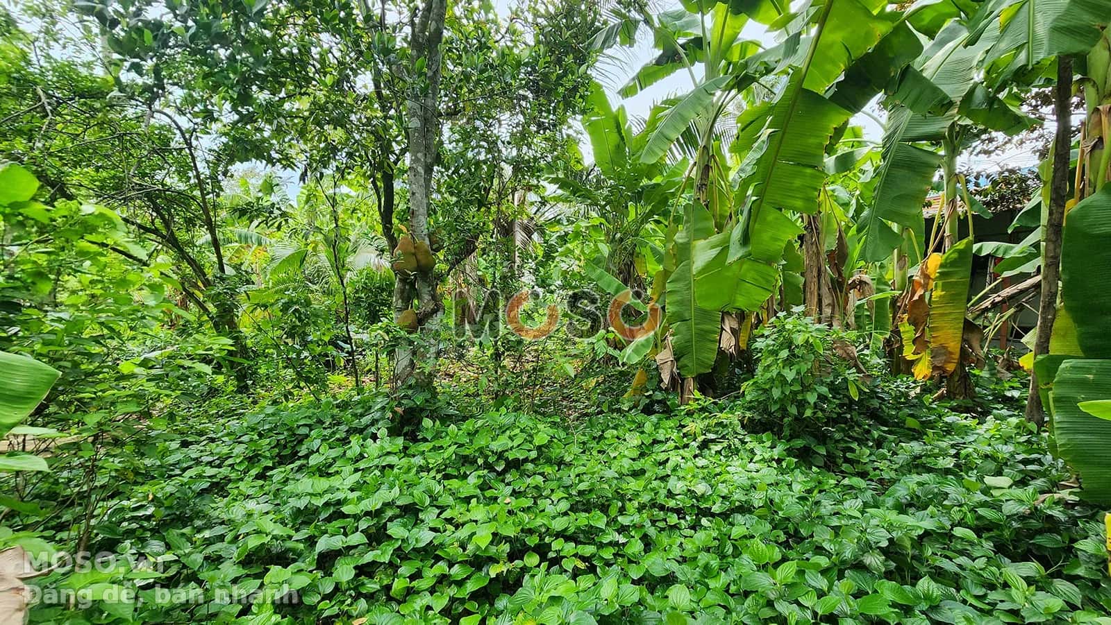 Bán nhà mặt tiền Nguyễn Văn Bứa, ấp 51 Huyện Hóc Môn, TP.HCM – 6 phòng ngủ, giá 29.7 tỷ - ảnh 5