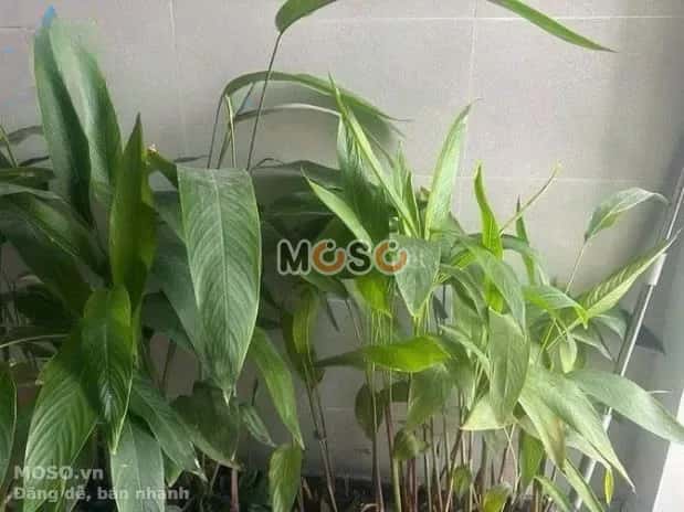 Cho thuê căn hộ chung cư Hàm Nghi Thanh Khê, Đà Nẵng – 3 phòng ngủ, giá 1000 VNĐ - ảnh 4