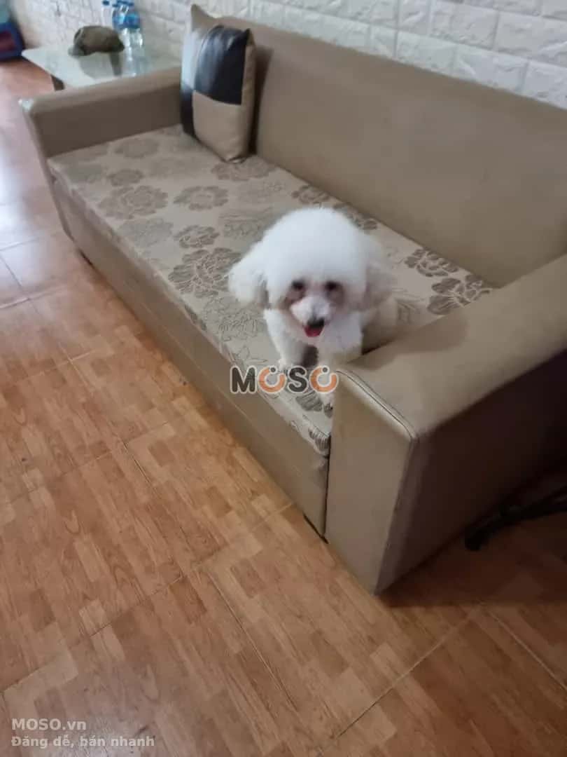 Cho thuê nhà mặt tiền Phố Nguyễn Văn Tố Hoàn Kiếm, Hà Nội – giá 15 triệu - ảnh 4