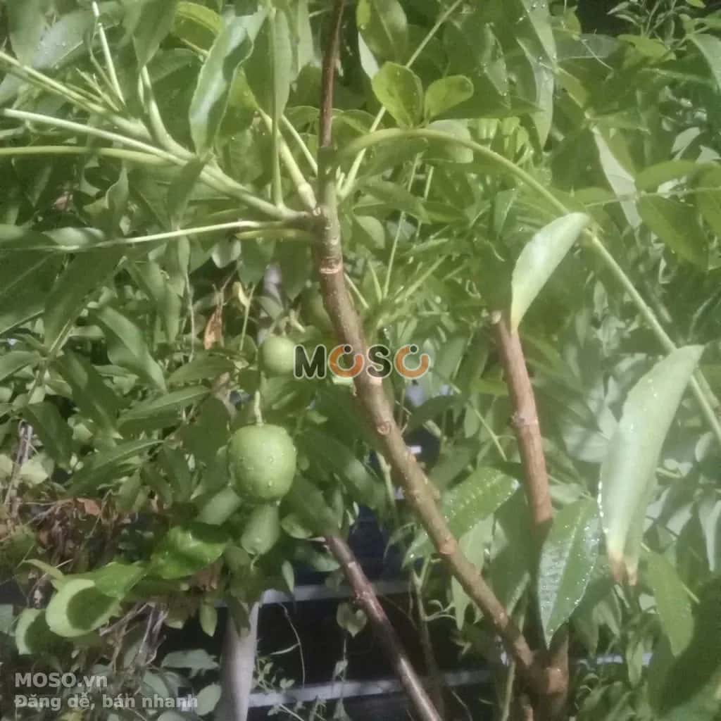 Cho thuê phòng trọ Đường Lý Thái Tổ Quận 3, TP.HCM – 1 phòng ngủ, giá 2 triệu - ảnh 4