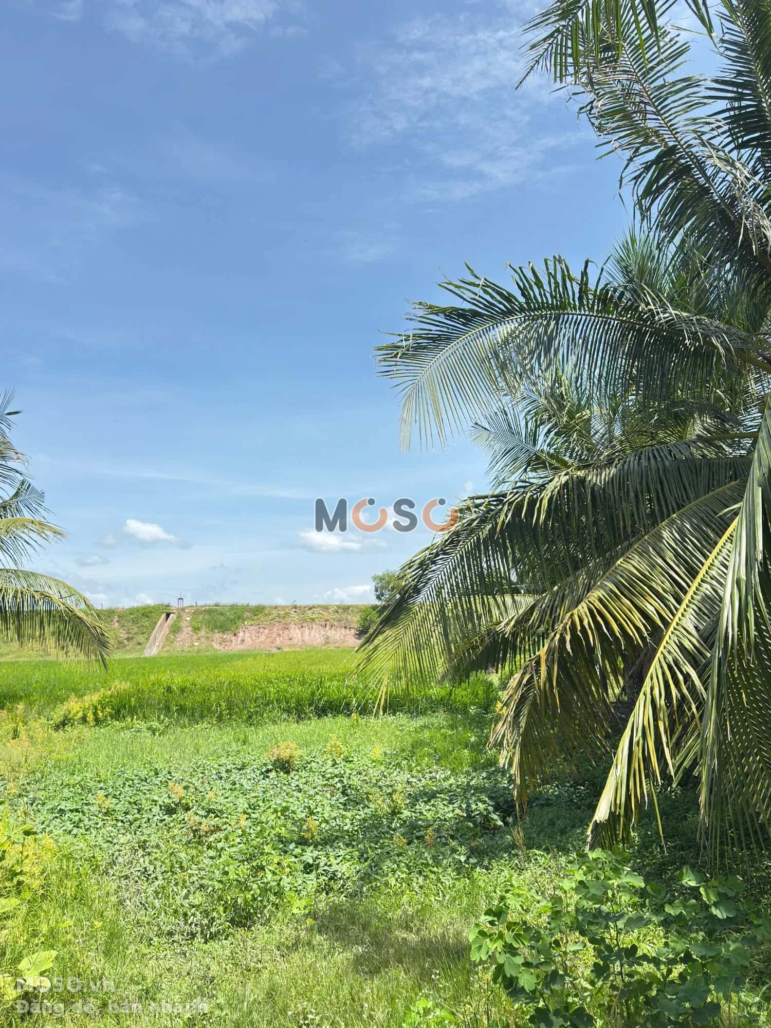 Bán đất Kênh TN. 21, Ấp Cầu Trường Huyện Châu Thành, Tây Ninh – giá 900 triệu - ảnh 1