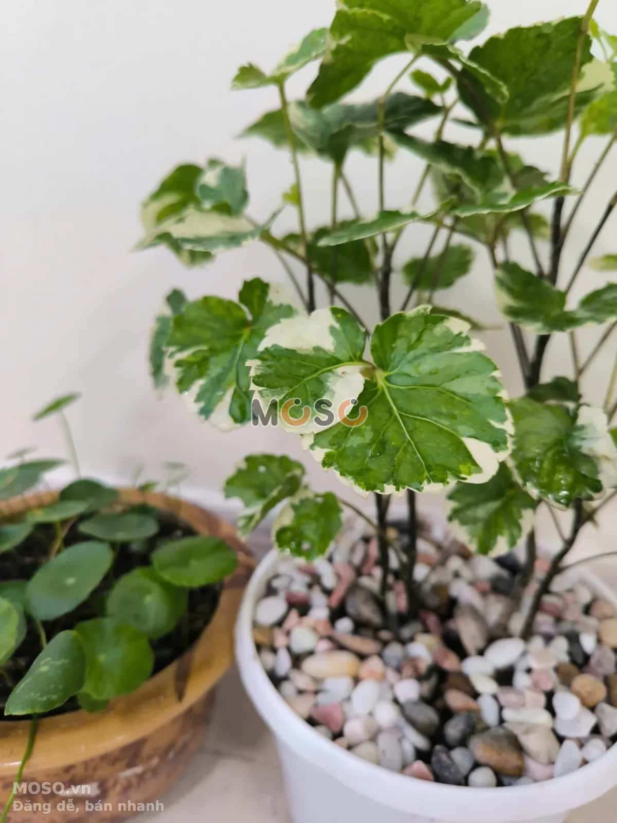 Cho thuê phòng trọ Đường Số 61 Phước Long, TP.HCM – giá 1.5 triệu - ảnh 13