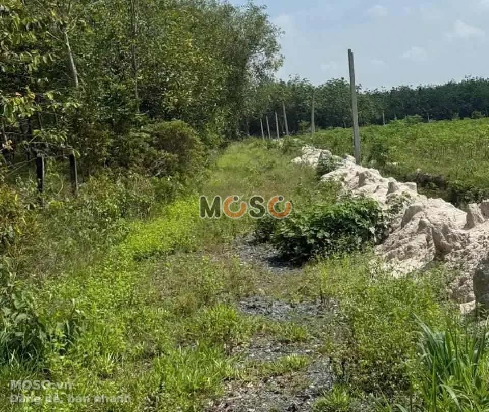 Bán đất Huyện Dầu Tiếng, Bình Dương – giá 1.9 tỷ - ảnh 1