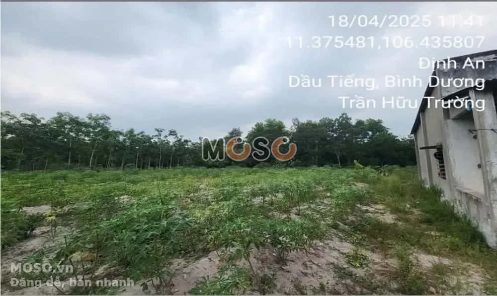Bán đất X. Định An Huyện Dầu Tiếng, Bình Dương – giá 1.6 tỷ - ảnh 4