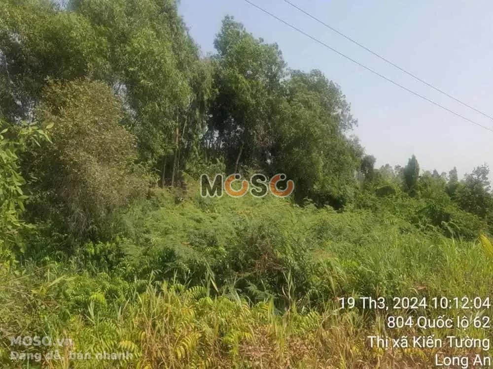 Bán đất Thị xã Kiến Tường, Long An – giá 4.2 tỷ - ảnh 5
