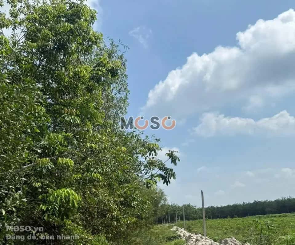Bán đất Huyện Dầu Tiếng, Bình Dương – giá 1.9 tỷ - ảnh 4