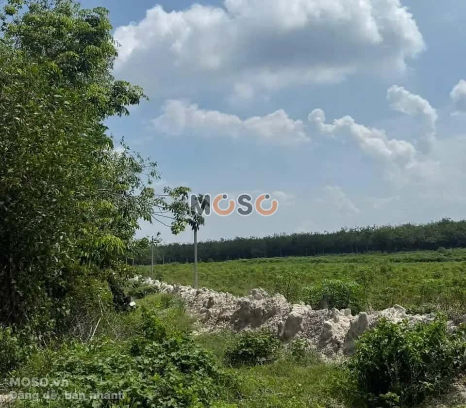 Bán đất Huyện Dầu Tiếng, Bình Dương – giá 1.9 tỷ - ảnh 2