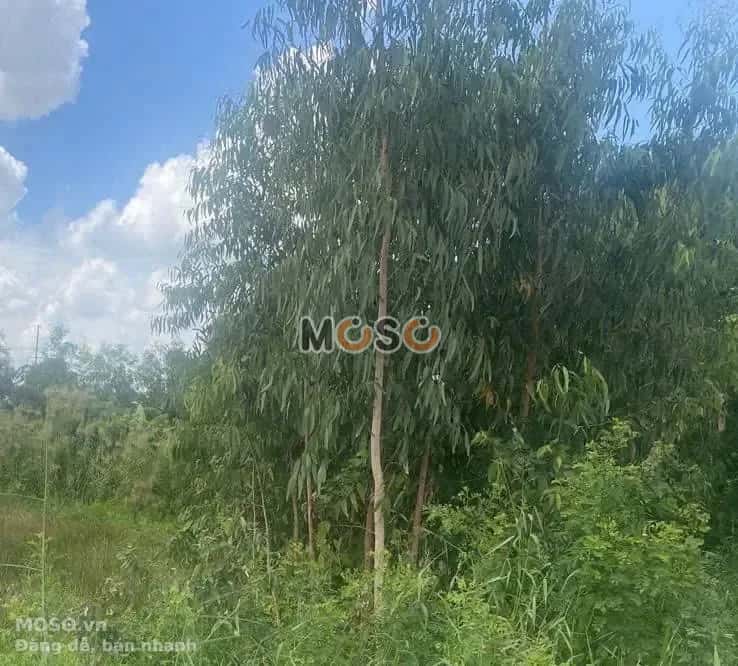 Bán đất Huyện Mộc Hóa, Long An – giá 2.3 tỷ - ảnh 3