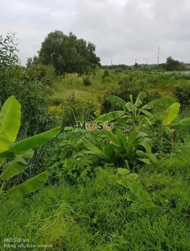 Bán đất Huyện Mộc Hóa, Long An – giá 2.3 tỷ - ảnh 5