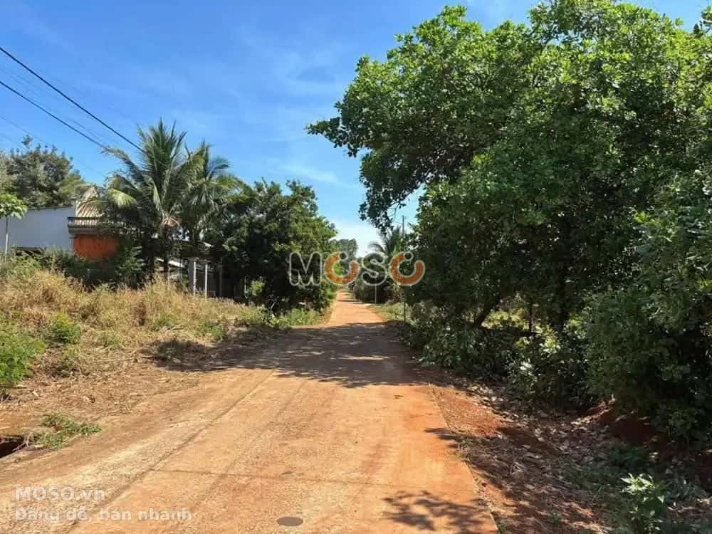 Bán đất Đường Nguyễn Thông Thị xã Phước Long, Bình Phước – giá 205 triệu - ảnh 5