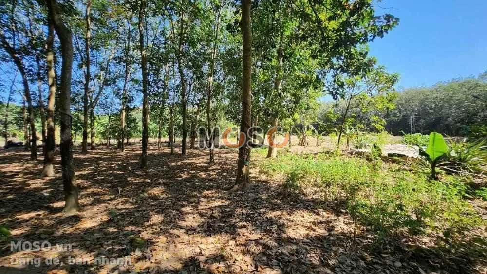 Bán đất An Bình Huyện Phú Giáo, Bình Dương – giá 936 triệu - ảnh 5