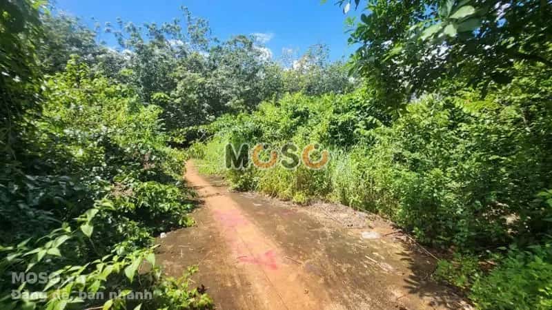 Bán đất Thị xã Phước Long, Bình Phước – giá 148.2 triệu - ảnh 3