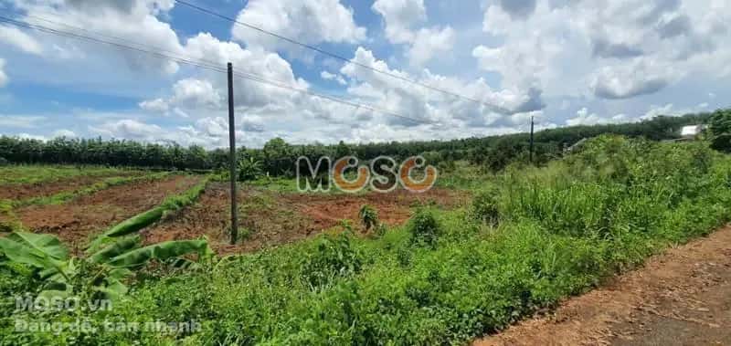 Bán đất Unnamed Huyện Bù Gia Mập, Bình Phước – giá 227 triệu - ảnh 2