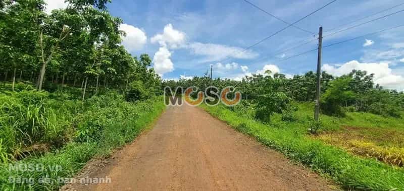 Bán đất Unnamed Huyện Bù Gia Mập, Bình Phước – giá 135 triệu - ảnh 4