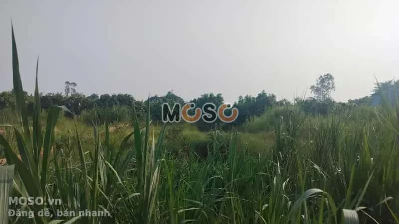 Bán đất Huyện Cao Lãnh, Đồng Tháp – giá 570 triệu - ảnh 2