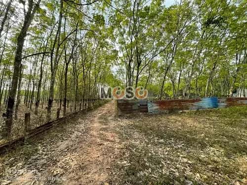 Bán đất Khu Phố 5 Huyện Dầu Tiếng, Bình Dương – giá 3.4 tỷ - ảnh 2