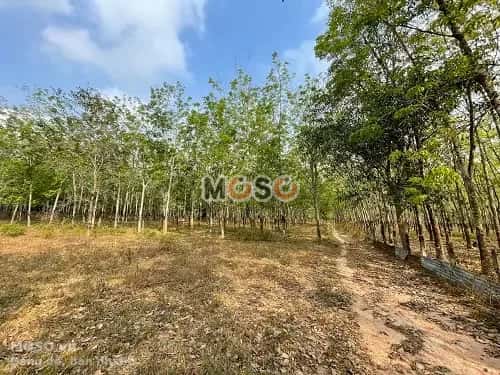 Bán đất Khu Phố 5 Huyện Dầu Tiếng, Bình Dương – giá 3.4 tỷ - ảnh 3