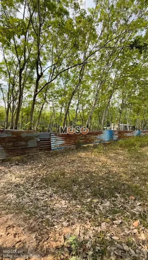 Bán đất Khu Phố 5 Huyện Dầu Tiếng, Bình Dương – giá 3.4 tỷ - ảnh 4