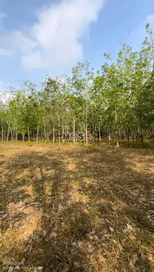 Bán đất Khu Phố 5 Huyện Dầu Tiếng, Bình Dương – giá 3.4 tỷ - ảnh 5