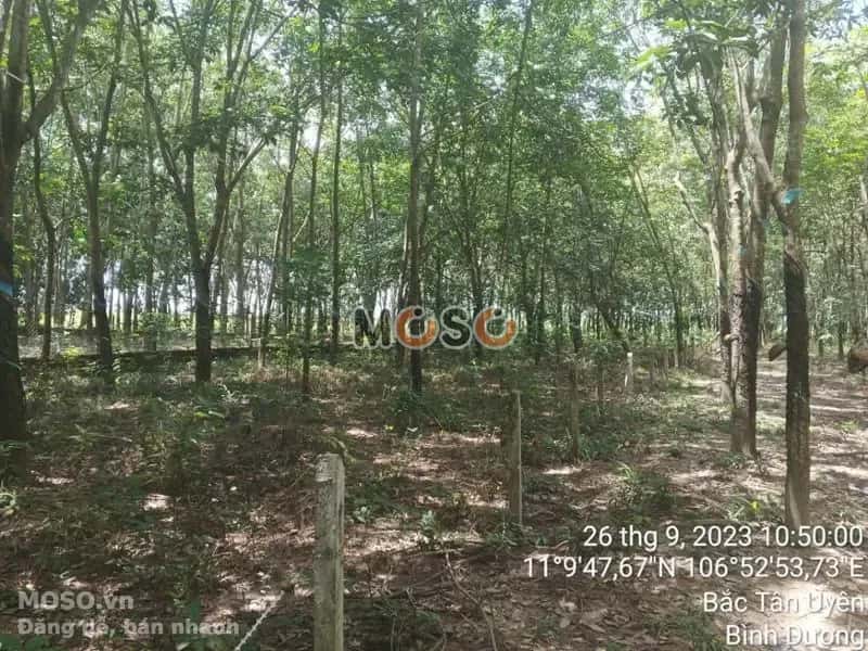 Bán đất Huyện Bắc Tân Uyên, Bình Dương – giá 1.6 tỷ - ảnh 4