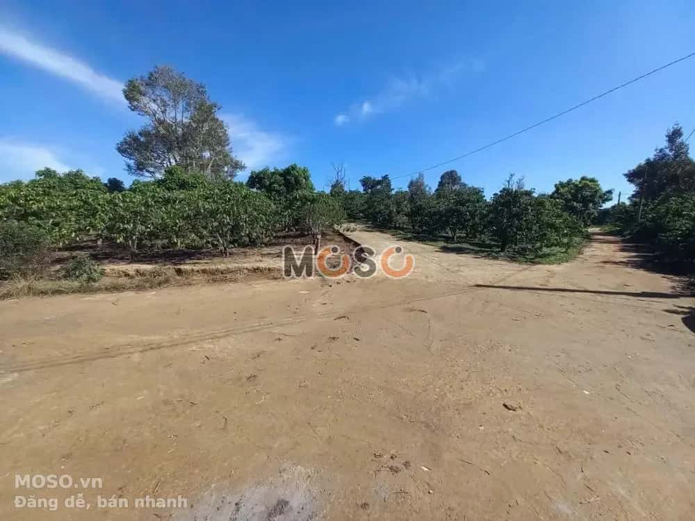 Bán đất Huyện Di Linh, Lâm Đồng – giá 4.3 tỷ - ảnh 3