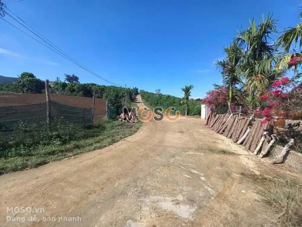 Bán đất Huyện Di Linh, Lâm Đồng – giá 4.3 tỷ - ảnh 4