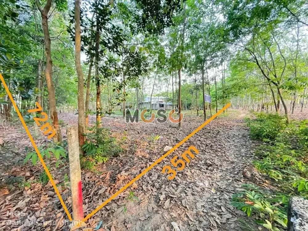 Bán đất Gò Đình Huyện Phú Giáo, Bình Dương – giá 1.7 tỷ - ảnh 1